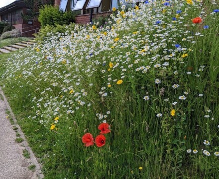 Wildflowers